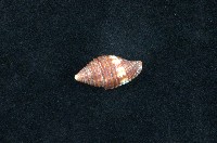 藏品(筆螺)的圖片